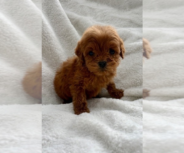 Medium Photo #4 Goldendoodle (Miniature) Puppy For Sale in FAIR HAVEN, MI, USA
