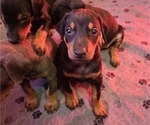 Small #11 Doberman Pinscher
