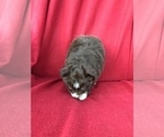 Small Photo #4 Miniature Australian Shepherd Puppy For Sale in BOWLING GREEN, KY, USA