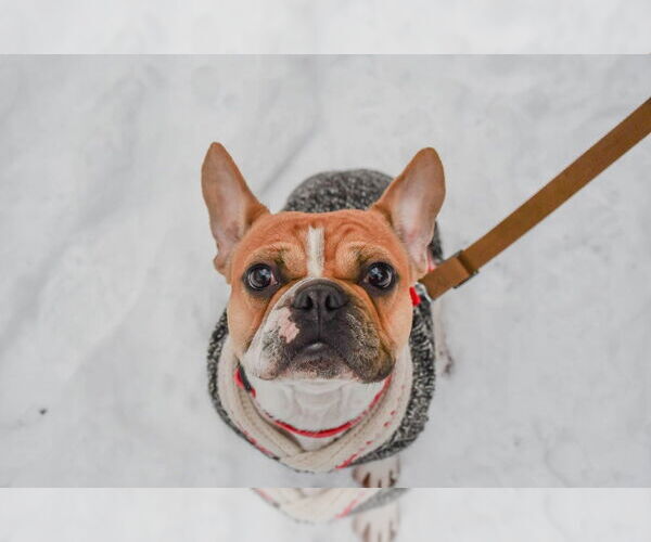 Medium Photo #4 French Bulldog Puppy For Sale in Oak Bluffs, MA, USA