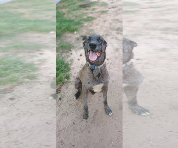 Medium Photo #4 Catahoula Leopard Dog Puppy For Sale in The Woodlands, TX, USA