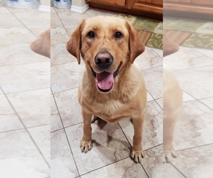 Labrador Retriever Puppy for sale in OLYMPIA, WA, USA