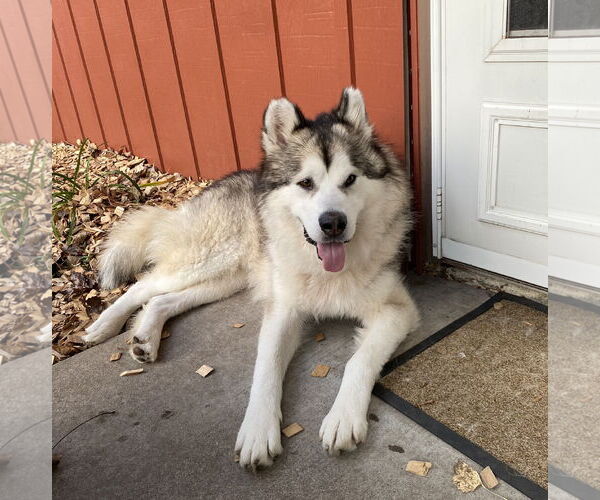 Medium Photo #3 Alaskan Malamute-Unknown Mix Puppy For Sale in Brooklyn Center, MN, USA