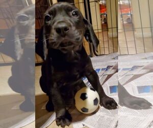 Beagle-Spaniel Mix Dogs for adoption in Pottstown, PA, USA