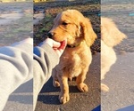 Puppy Green Collar Golden Retriever
