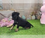 Goldie 2025 F2 - Female Catahoula Leopard Dog Puppy for Sale - Photo #4