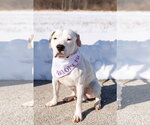 Small #8 Mutt