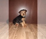Small #2 Yorkshire Terrier