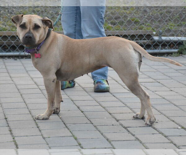 Medium Photo #5 American Staffordshire Terrier-Unknown Mix Puppy For Sale in Spring Lake, NJ, USA