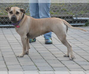 Skylar - Female American Staffordshire Terrier-Unknown Mix Dog for Adoption - Photo #5
