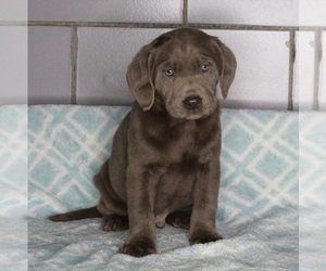 Labrador Retriever Puppy for sale in FREDERICKSBURG, OH, USA