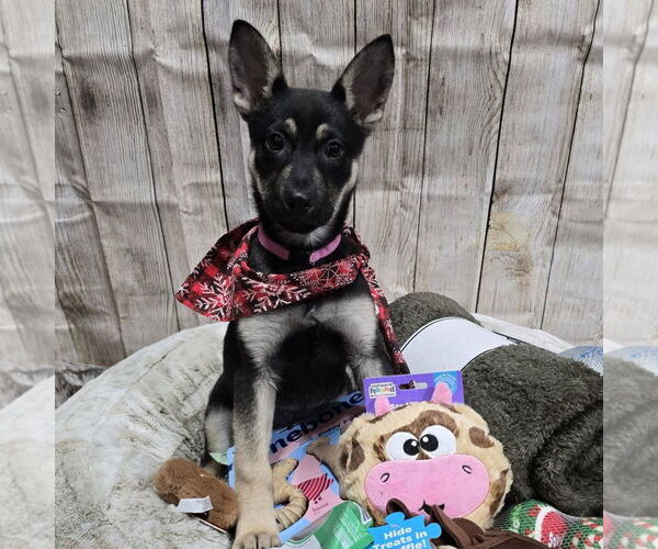 Medium Photo #7 Mutt Puppy For Sale in Fargo, ND, USA