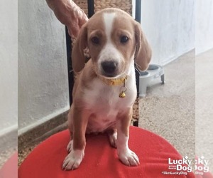 Mutt Dogs for adoption in Washington, DC, USA