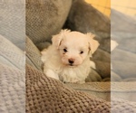 Small Photo #9 Maltese Puppy For Sale in ORLANDO, FL, USA