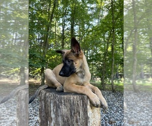 Belgian Malinois Puppy for sale in WESTFIELD, MA, USA