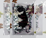 Small Photo #19 Border-Aussie Puppy For Sale in ROY, UT, USA