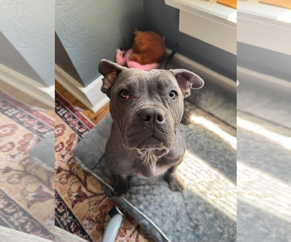 Medium Photo #6 Mutt Puppy For Sale in Germantown, OH, USA