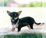 Small #2 Chihuahua