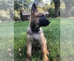 Small Photo #7 Belgian Malinois Puppy For Sale in FAIRPLAY, MD, USA