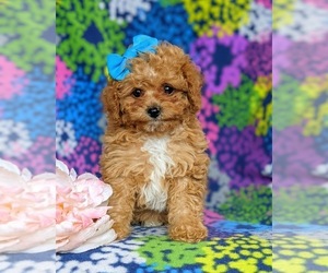 Cavapoo-Poodle (Toy) Mix Puppy for sale in BIRD IN HAND, PA, USA