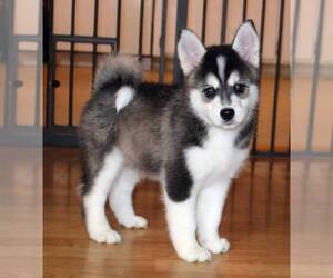 Pomsky Puppy for sale in FORT BRAGG, CA, USA