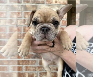 French Bulldog Puppy for sale in CONROE, TX, USA