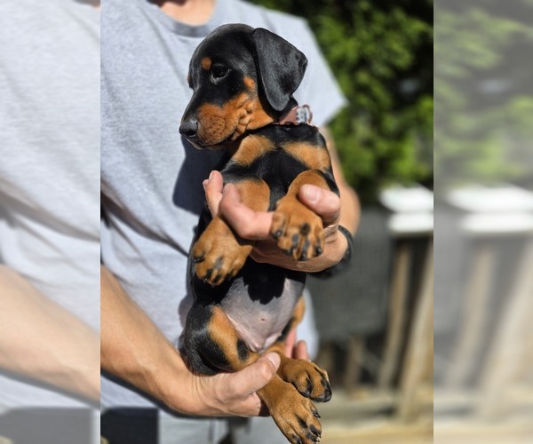 Medium Photo #27 Doberman Pinscher Puppy For Sale in WHEELING, IL, USA