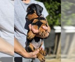 Small #1 Doberman Pinscher