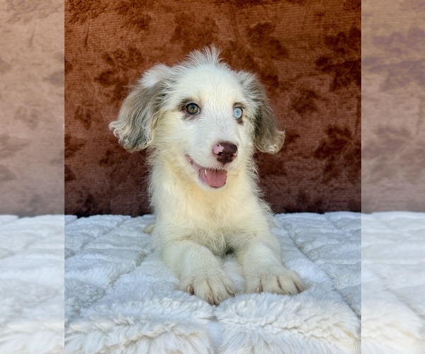 Medium Photo #9 Aussiedoodle Puppy For Sale in OCALA, FL, USA