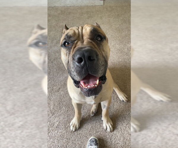 Medium Photo #1 Mutt Puppy For Sale in Belleville, MI, USA