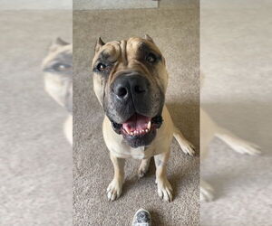 Mutt Dogs for adoption in Belleville, MI, USA