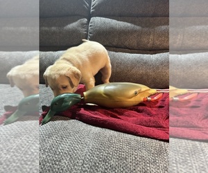 Labrador Retriever Puppy for sale in SOLDOTNA, AK, USA