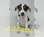 Small Australian Shepherd-Boxer Mix