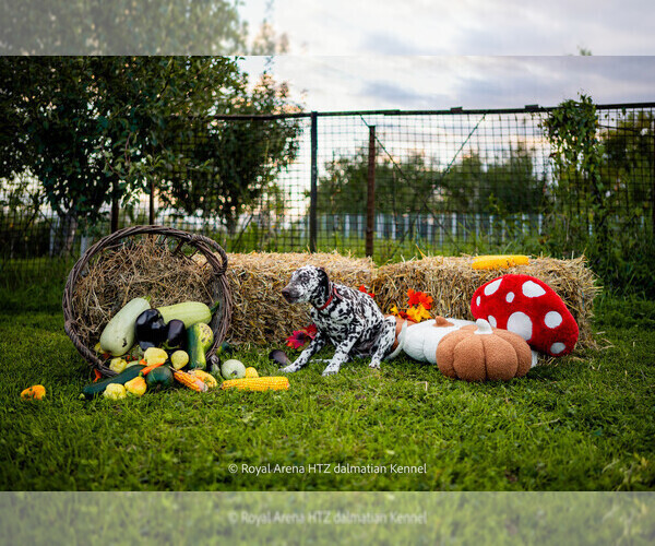 Medium Photo #3 Dalmatian Puppy For Sale in Iernut, Mures, Romainia