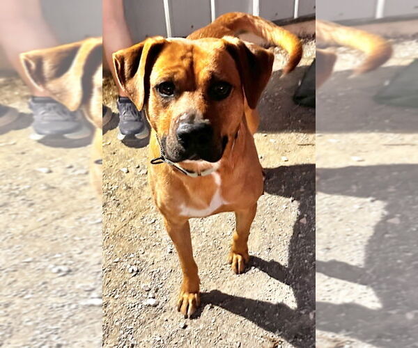 Medium Photo #1 Mutt Puppy For Sale in Evansville, IN, USA