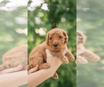 Small Photo #16 Goldendoodle Puppy For Sale in PECK, KS, USA