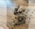 Small #7 Mastiff