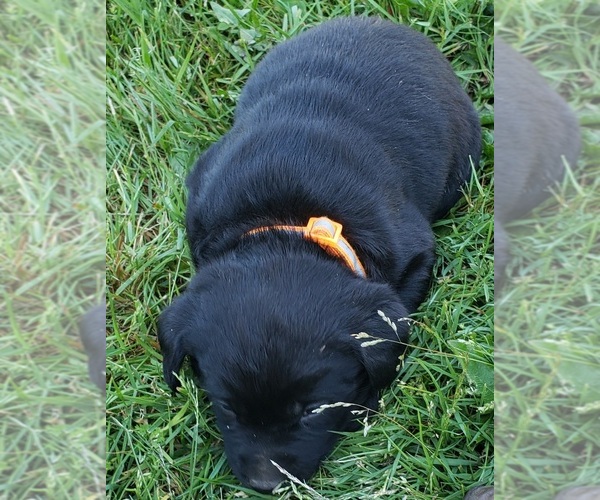 Medium Photo #15 Labrador Retriever Puppy For Sale in OLYMPIA, WA, USA
