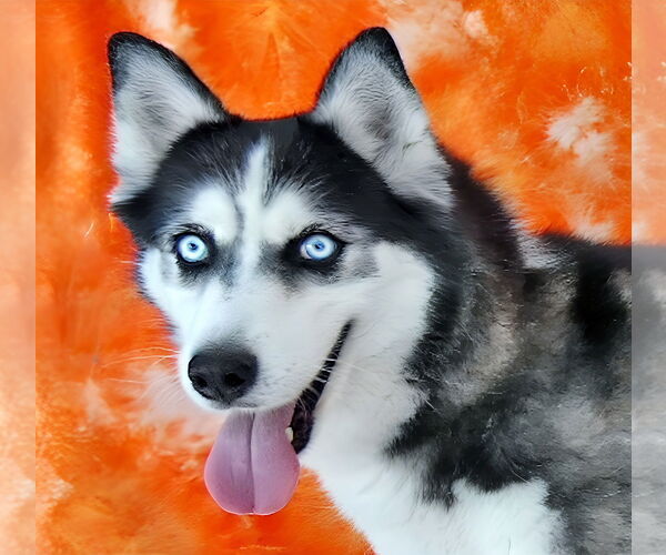 Medium Photo #2 - Mix Puppy For Sale in Pasadena, CA, USA