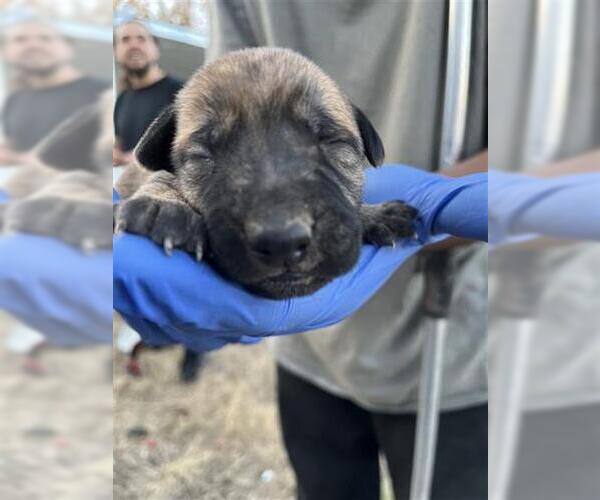 Medium Photo #1 Mutt Puppy For Sale in Houston, TX, USA