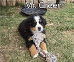 Small #7 Bernese Mountain Dog