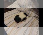 Small Photo #22 Maltipoo Puppy For Sale in BROOKFIELD, MO, USA