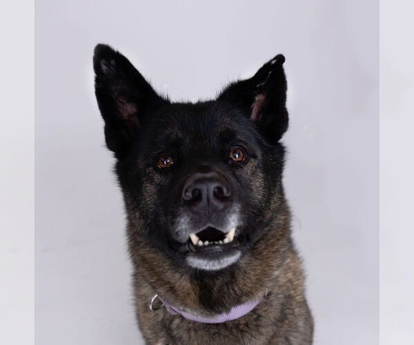 Medium Photo #6 Siberian Husky-Unknown Mix Puppy For Sale in Fargo, ND, USA