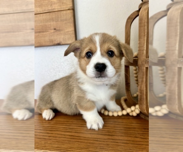 Medium Photo #2 Pembroke Welsh Corgi Puppy For Sale in ROCK VALLEY, IA, USA