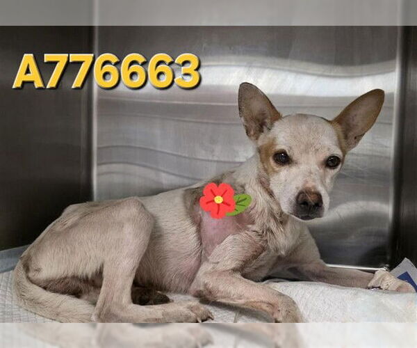 Medium Photo #1 Mutt Puppy For Sale in San Antonio, TX, USA