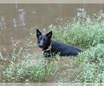 Small #2 German Shepherd Dog Mix