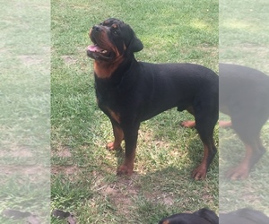 Rottweiler Dogs for adoption in MELISSA, TX, USA