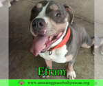 Small #2 American Bulldog Mix