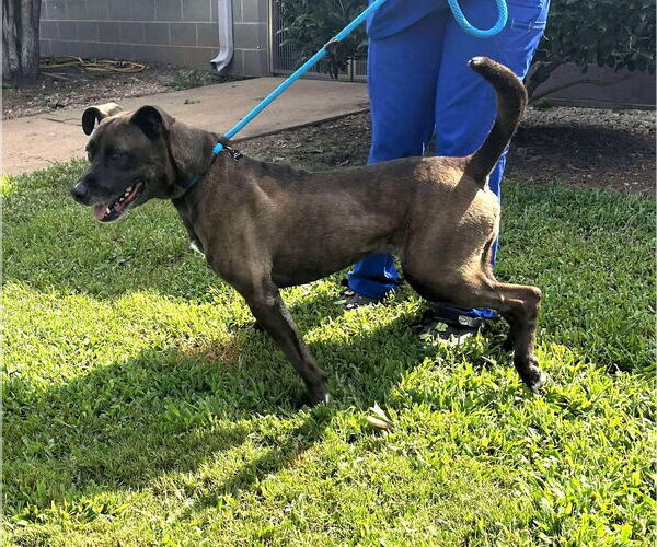 Medium Photo #4 Mutt Puppy For Sale in Shelburne, VT, USA