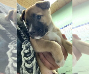 German Shepherd Dog-Unknown Mix Dogs for adoption in Grand Prairie, TX, USA